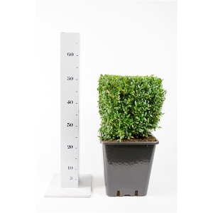 Buxus sempervirens 25cm kubus