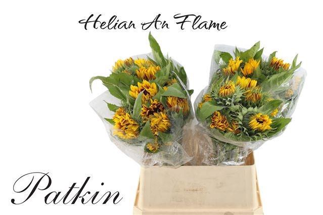 <h4>HELI FLAME</h4>
