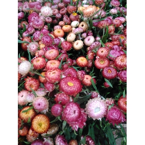 FREILAND HELICHRYSUM