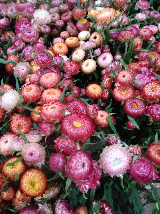 <h4>FREILAND HELICHRYSUM</h4>