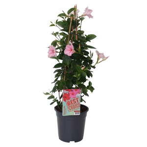 Sundaville (Dipladenia) licht roze P17