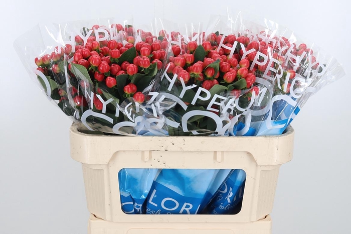 <h4>Hyp Coco Tango</h4>