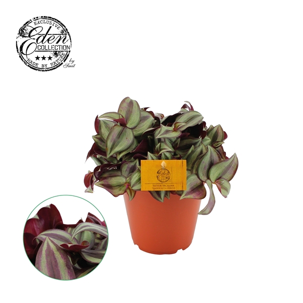 <h4>Tradescantia Zebrina 15cm</h4>