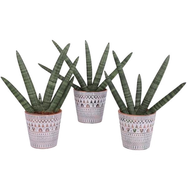 <h4>Sansevieria Cylindrica Handshake in Ø14cm Ceramic Pot Inca</h4>