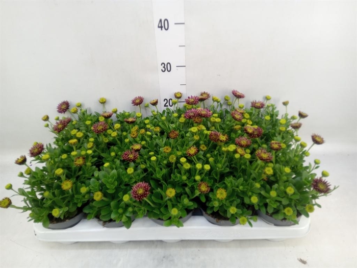 <h4>Osteospermum ...</h4>