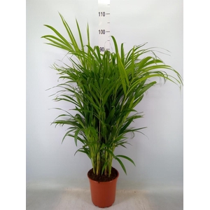 Dypsis lutescens   ...Chrysalidoca