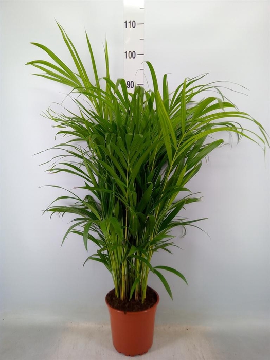 <h4>Dypsis lutescens   ...Chrysalidoca</h4>
