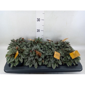 Peperomia  'Napoli Nights'