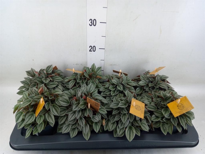 <h4>Peperomia  'Napoli Nights'</h4>