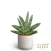 SANSEVIERIA BONCELLENSIS P10 DUNE
