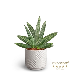 SANSEVIERIA BONCELLENSIS P10 DUNE