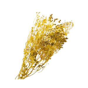 Bupleurum Yellow