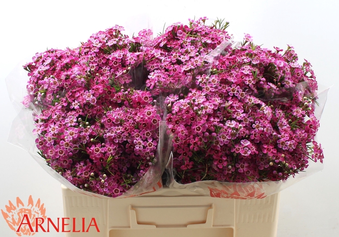 <h4>CHAME PURPLE RAIN</h4>
