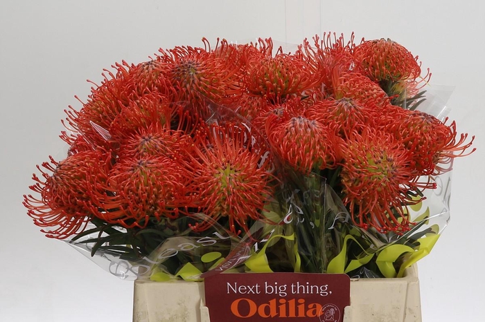 <h4>Nutans Succession</h4>