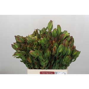 Leucadendron Laurel Yellow Spray