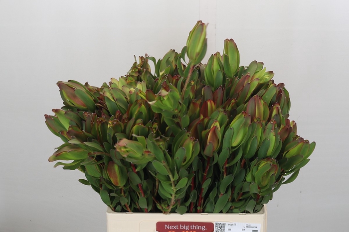 <h4>Leucadendron Laurel Yellow Spray</h4>