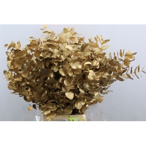 Euca Cinerea Gold P Bunch