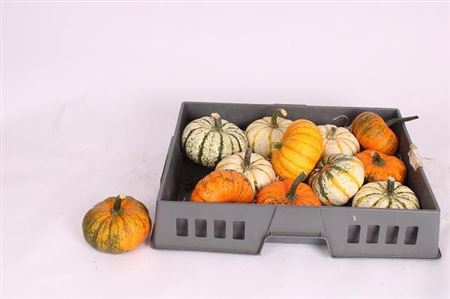 <h4>Sierfruit Pompoen Cucurbita</h4>