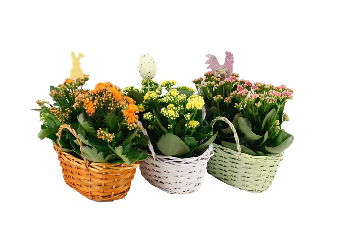 <h4>KAL GE GEM 4 KL</h4>