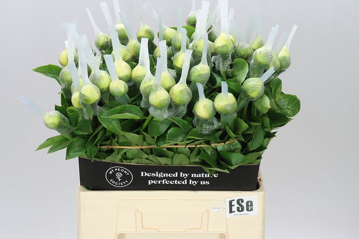 <h4>Paeonia Early Sensation</h4>