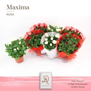 Potroos Roma Mix P14 Dolc'Amore® in Organza Hoes