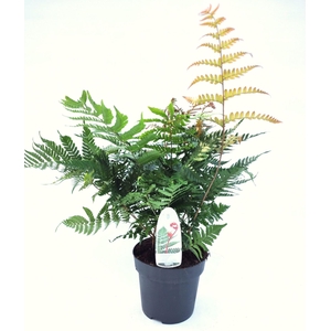 Dryopteris erythrosora