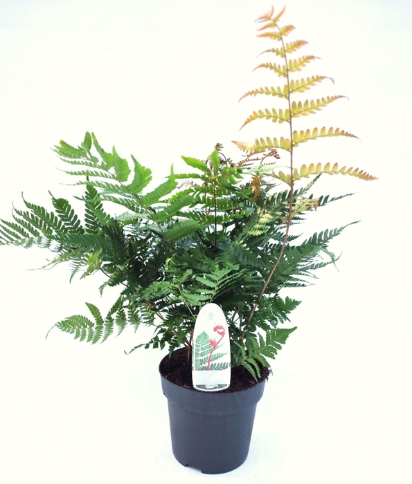 <h4>Dryopteris erythrosora</h4>