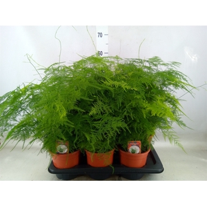 Asparagus setaceus