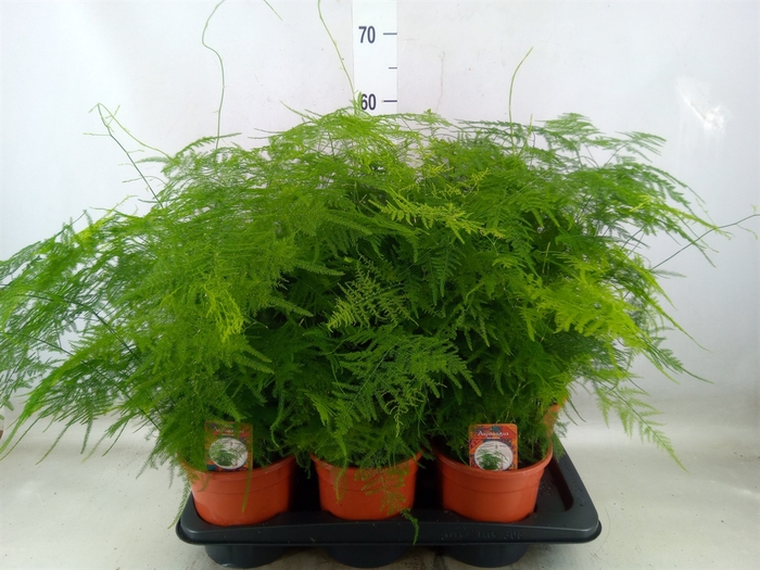 <h4>Asparagus setaceus</h4>