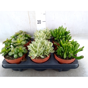 Crassula   ...mix