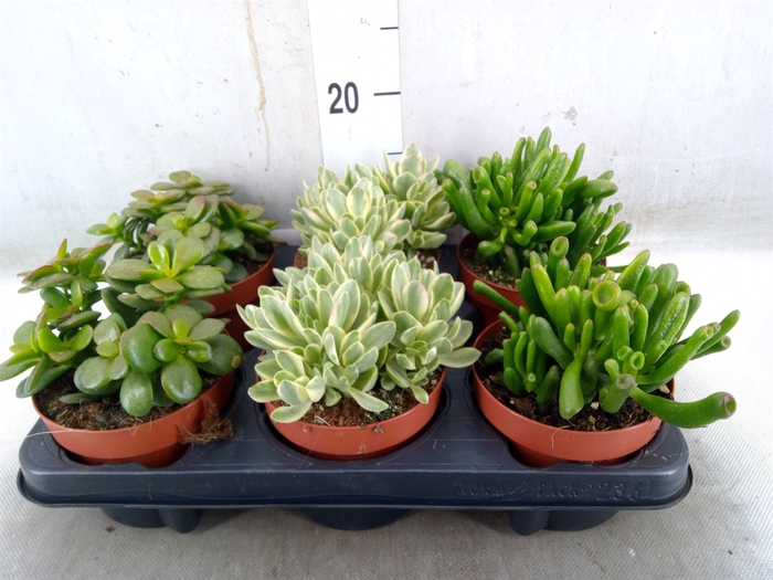 <h4>Crassula   ...mix</h4>