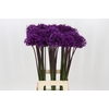 Allium Purple Sensation