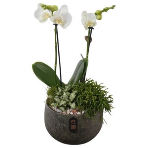 PTIB5349 Arrangement Indoor in keramiek schaal