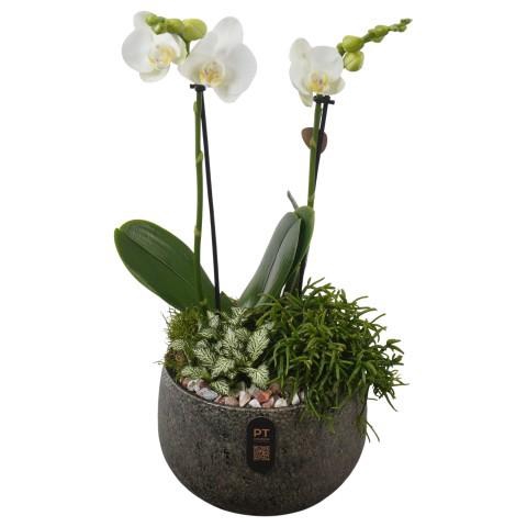 <h4>PTIB5349 Arrangement Indoor in keramiek schaal</h4>