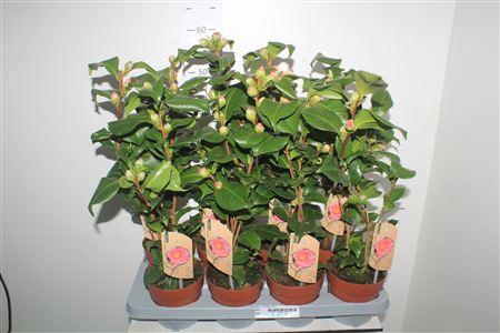 <h4>Came J Dr King 15+</h4>