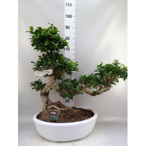 Ficus microcarpa 'Ginseng'