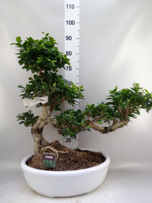 <h4>Ficus microcarpa 'Ginseng'</h4>