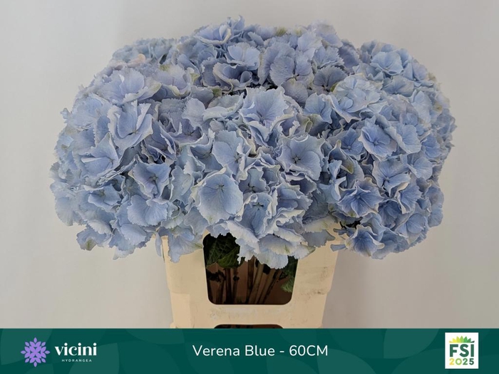 <h4>HYDR M CH VERENA BL</h4>
