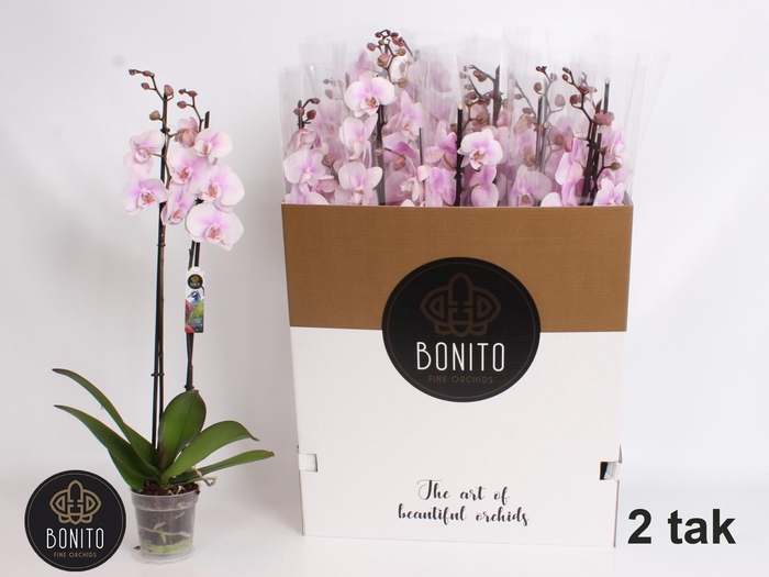 <h4>PHAL OV ROZE</h4>