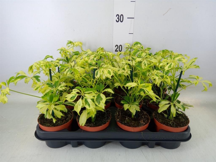 <h4>Schefflera arbor. 'Janine'</h4>