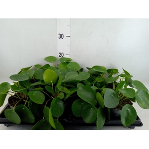 Pilea peperomioides
