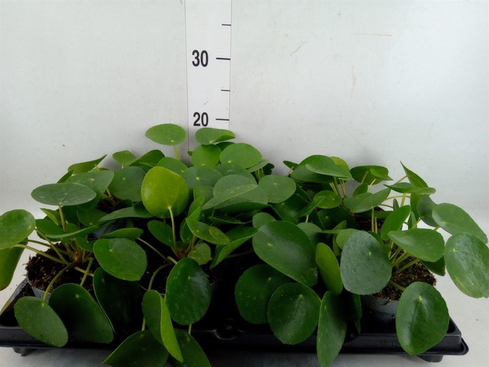 <h4>Pilea peperomioides</h4>