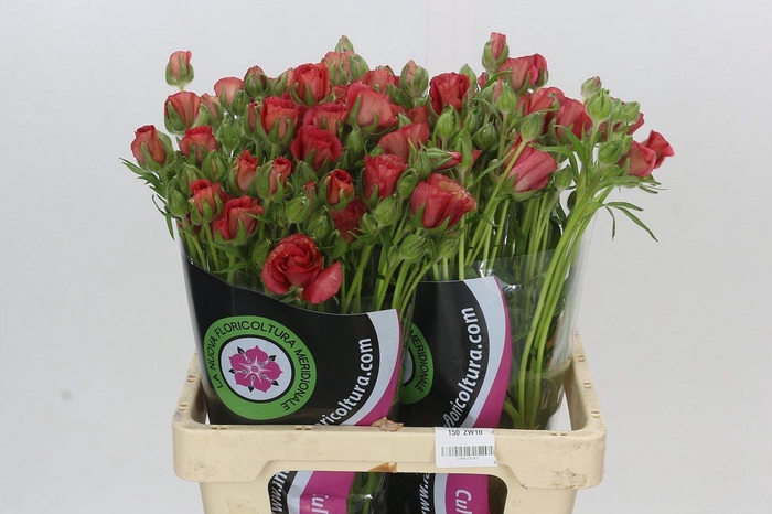 <h4>Ranunculus Moderna Allegria</h4>