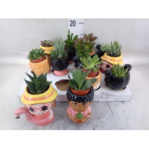 Succulents   ...