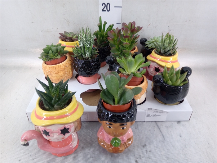 <h4>Succulents   ...</h4>