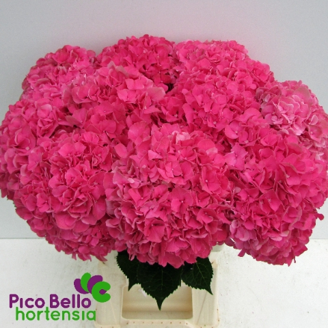 <h4>Hydrangea rodeo red</h4>
