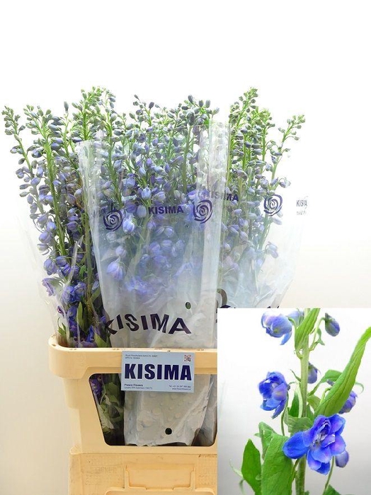 <h4>Delph Du Guard Blue</h4>