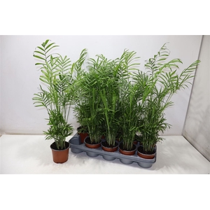 Chamaed Elegans