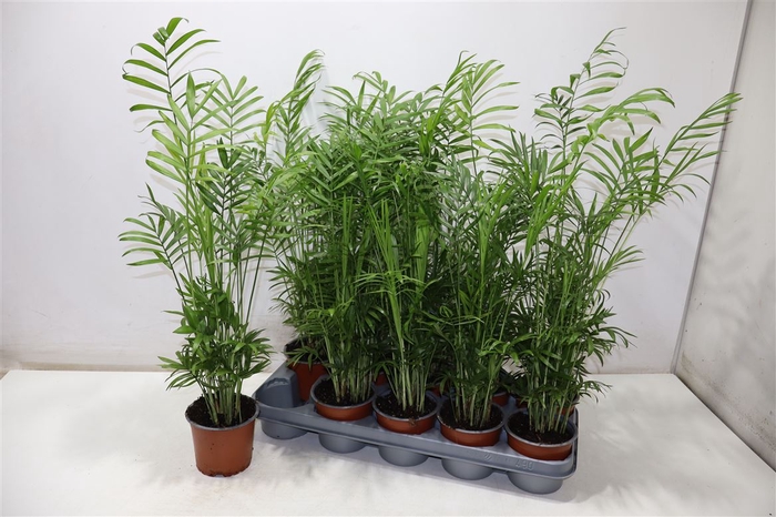 <h4>Chamaed Elegans</h4>