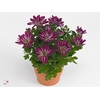 Chrysanne Bicolor Candy